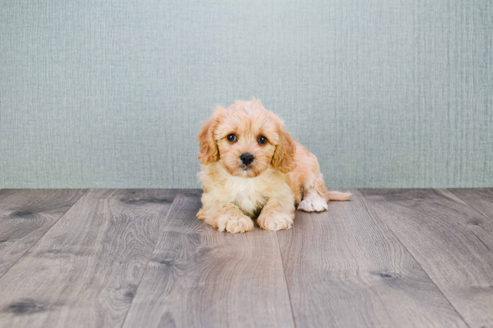 Best Cavapoo Baby