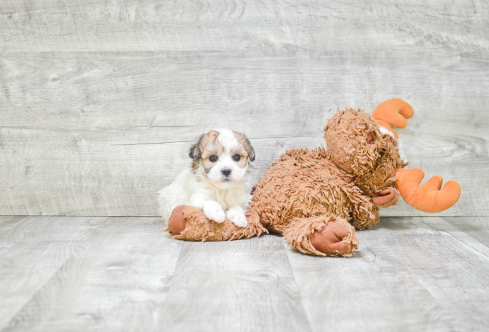 Akc Registered Havanese Purebred Pup