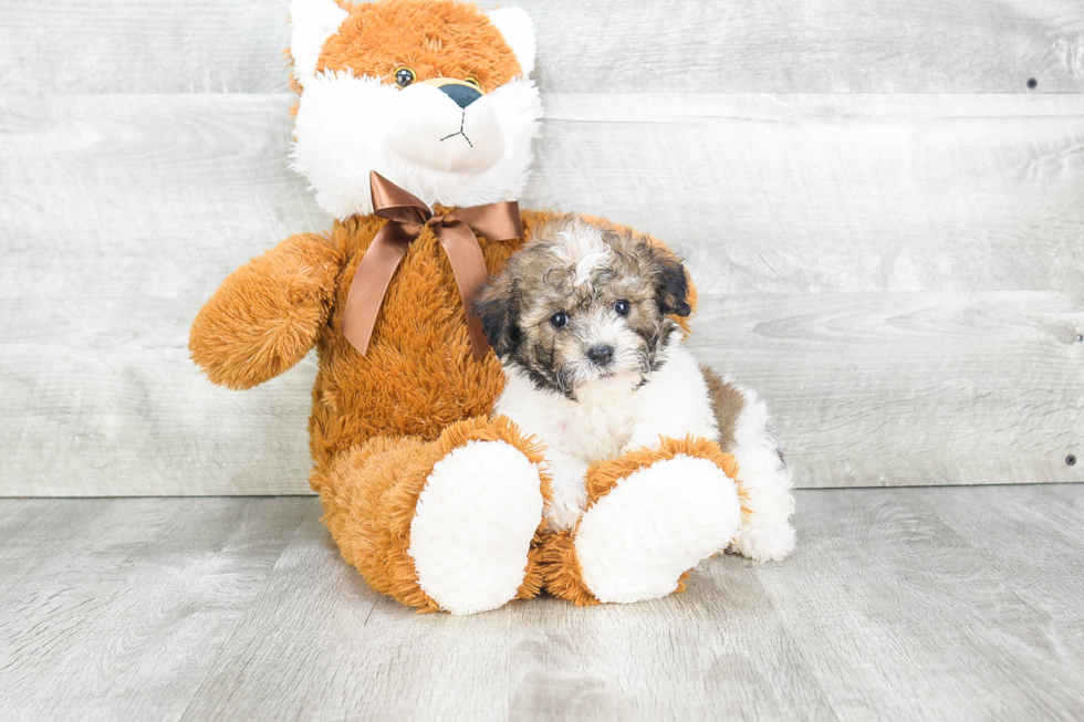 Popular Havanese Baby