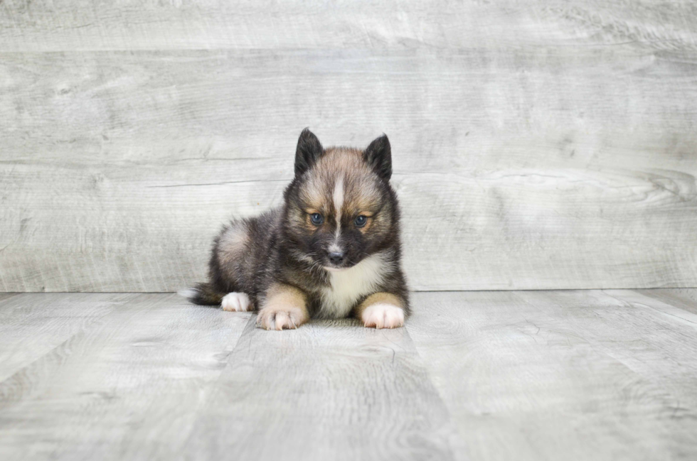 Pomsky Puppy for Adoption