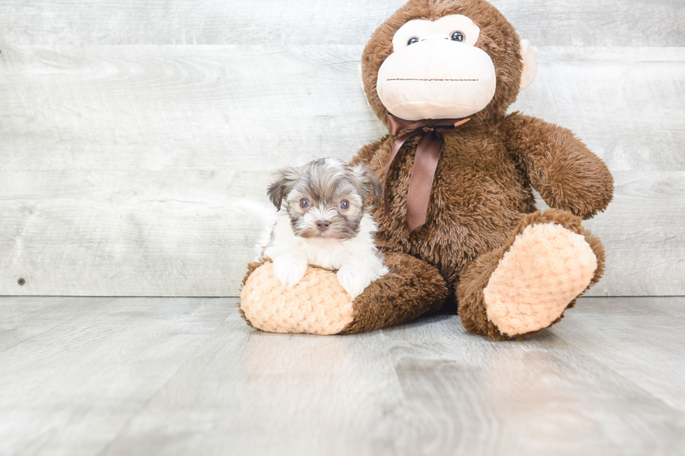 Popular Havanese Baby