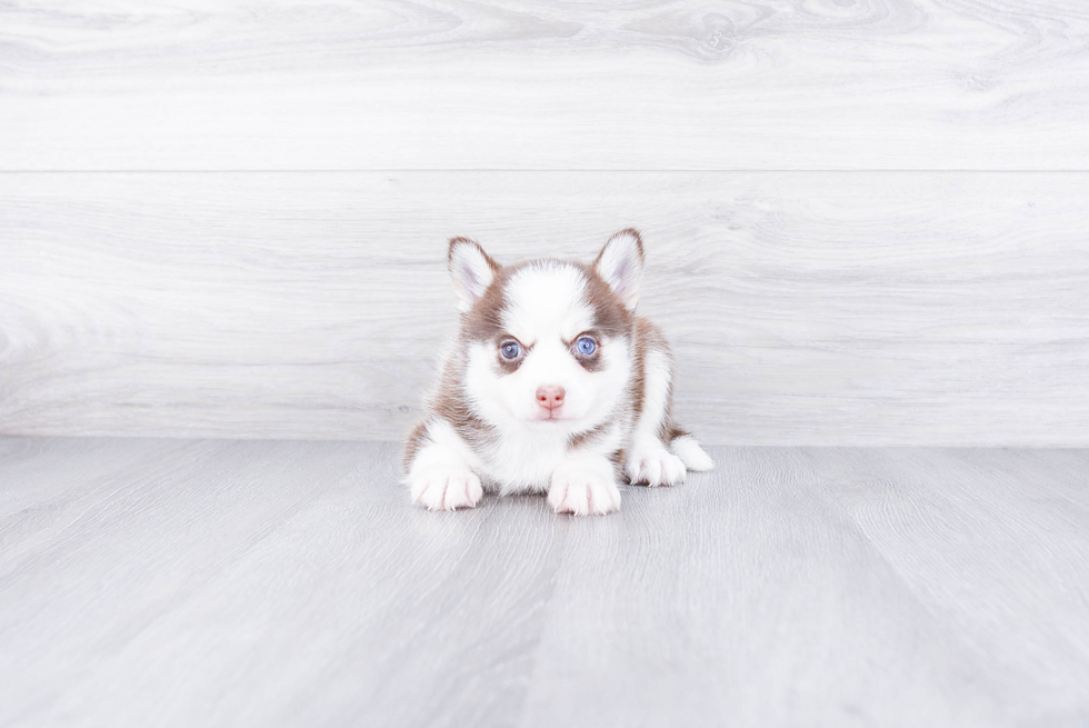 Petite Pomsky Designer Pup