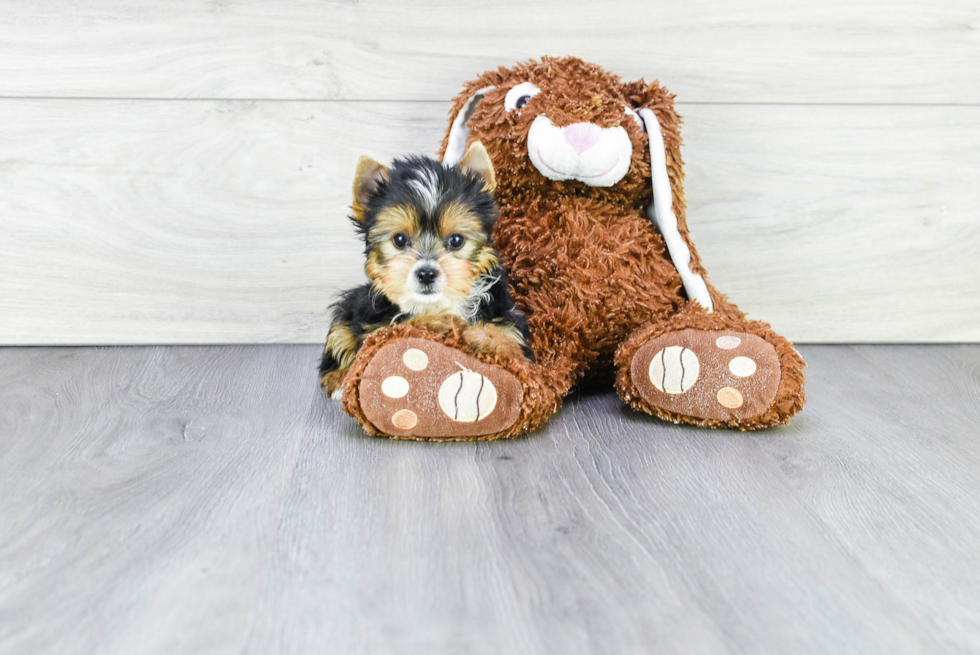 Meet Myron - our Yorkshire Terrier Puppy Photo 