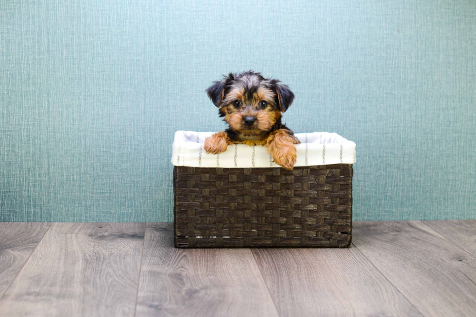 Meet Teacup-Izzie - our Yorkshire Terrier Puppy Photo 