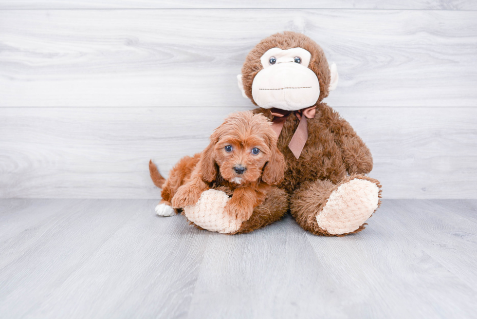 Little Cavoodle Poodle Mix Puppy