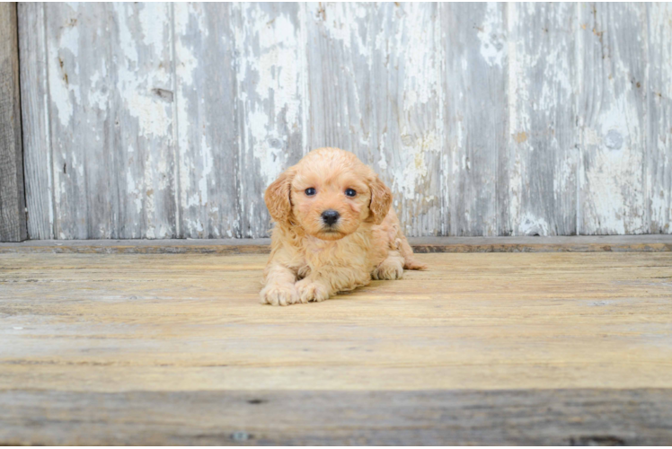 Best Mini Goldendoodle Baby