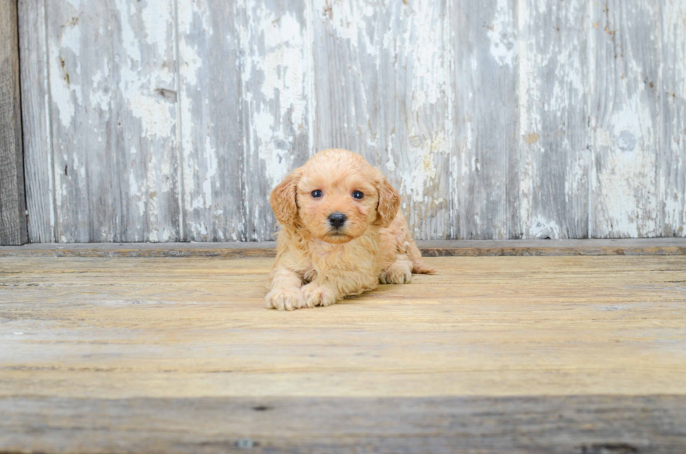 Best Mini Goldendoodle Baby