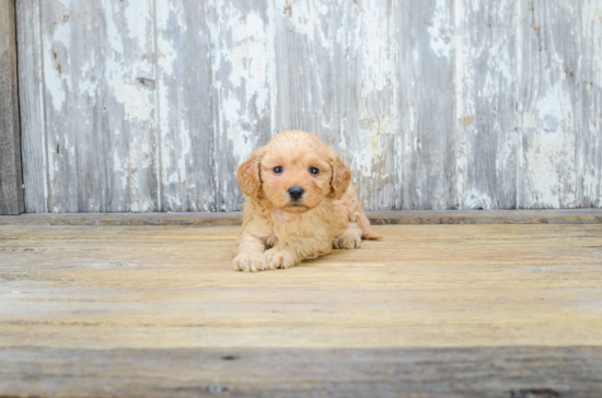 Best Mini Goldendoodle Baby