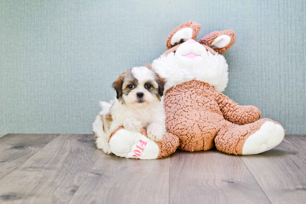 Cute Teddy Bear Baby