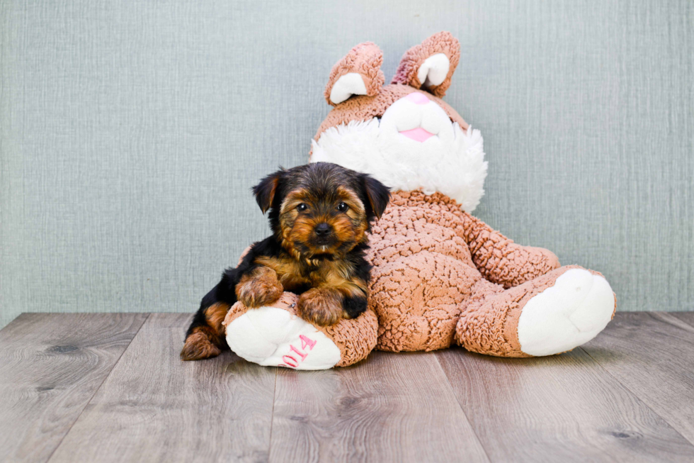 Meet Jeremy - our Yorkshire Terrier Puppy Photo 