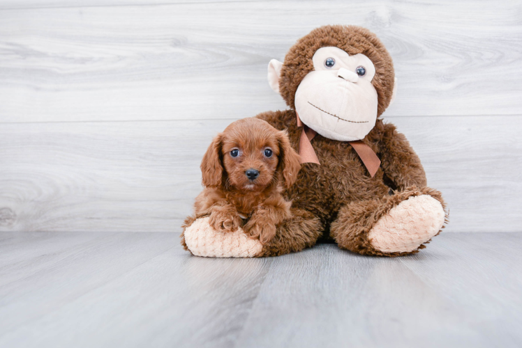 Best Cavapoo Baby