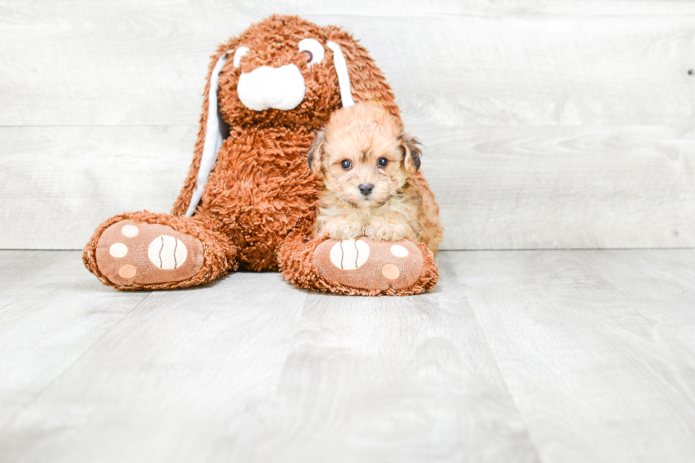 Small Morkie Baby