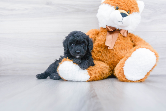 Poodle Pup Being Cute