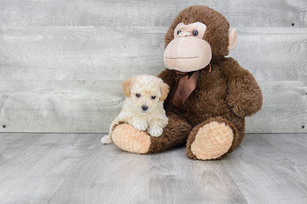 Happy Maltipoo Baby