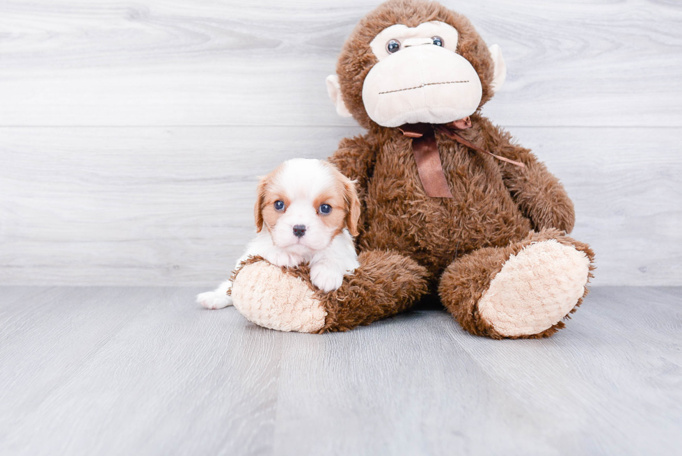 Akc Registered Cavalier King Charles Spaniel Purebred Pup