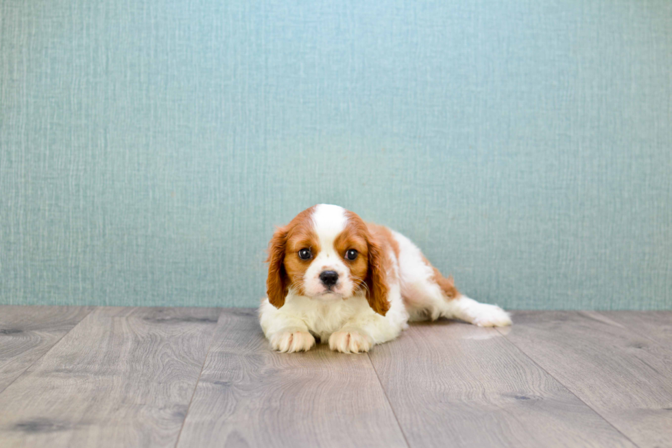 Adorable Cavalier King Charles Spaniel Purebred Puppy