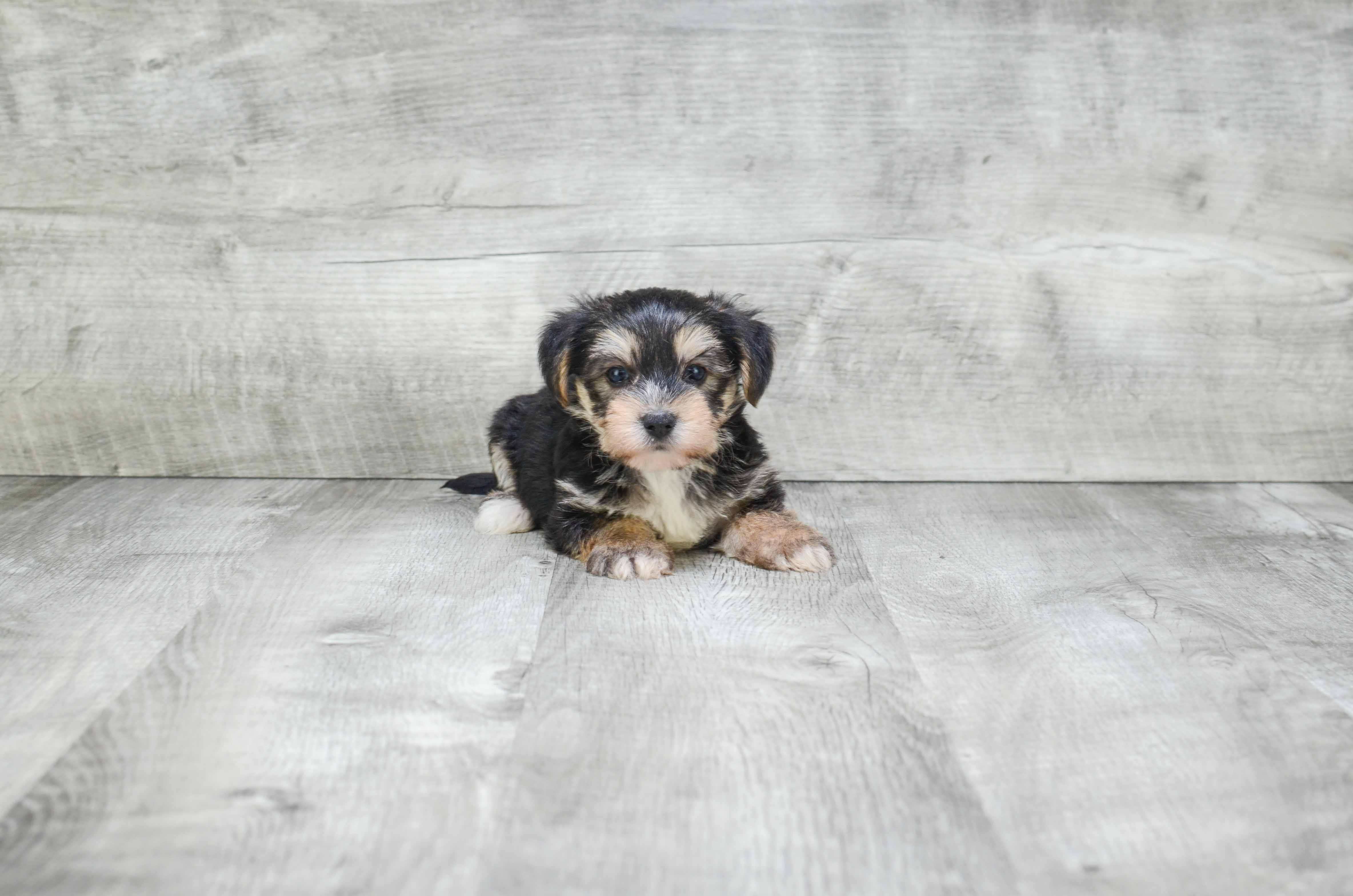 Petite Morkie Designer Pup
