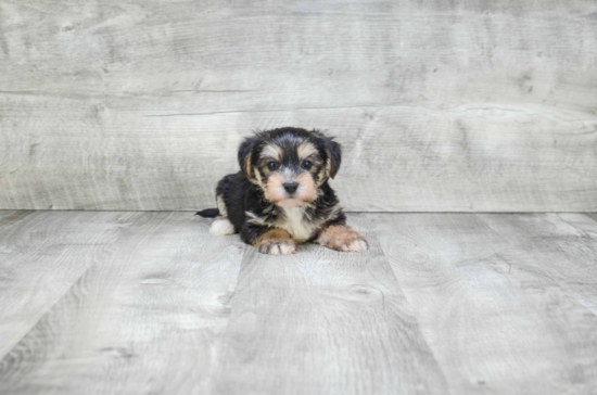 Petite Morkie Designer Pup