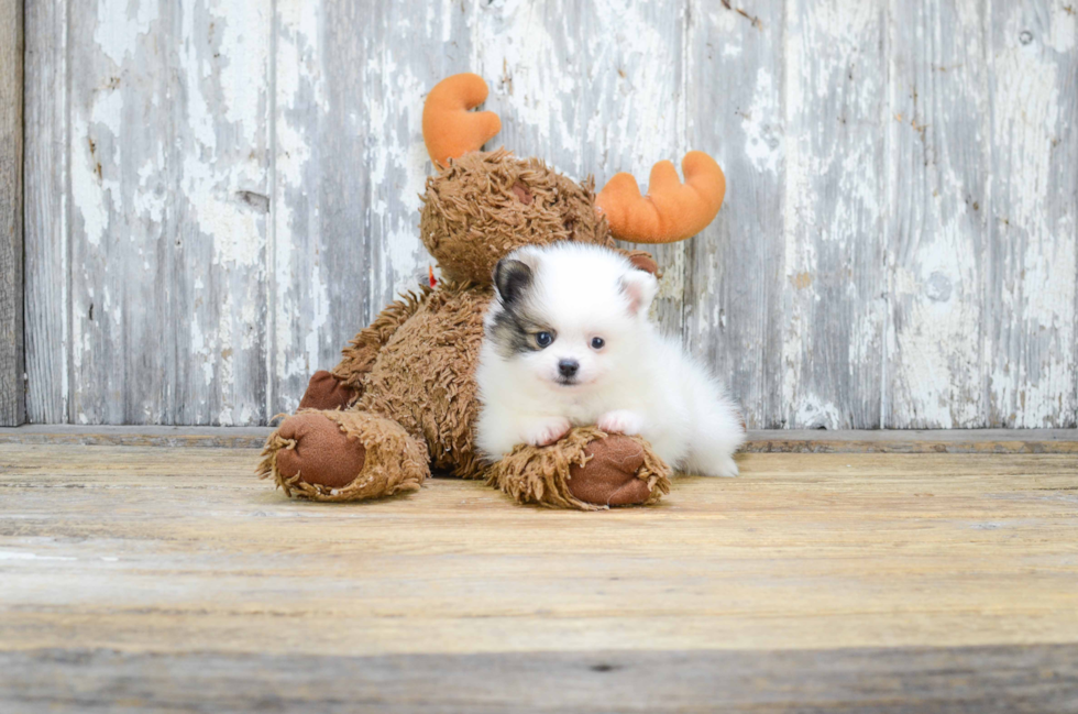 Happy Pomeranian Purebred Puppy