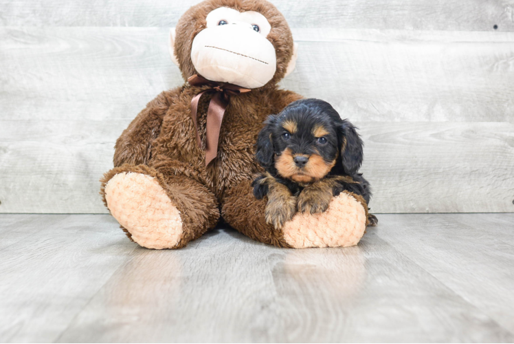 Best Cavapoo Baby