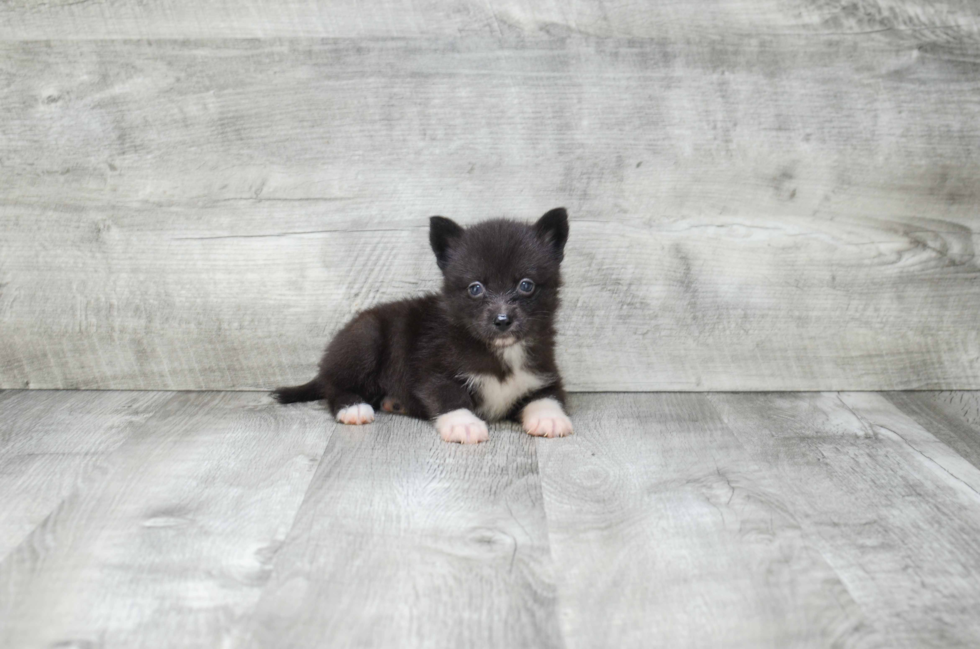 Best Pomsky Baby