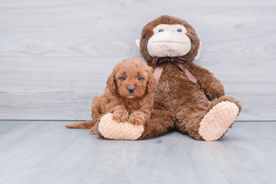 Best Mini Goldendoodle Baby