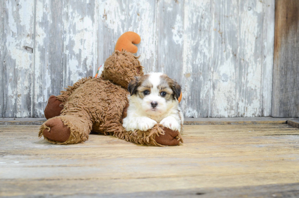 Sweet Teddy Bear Baby