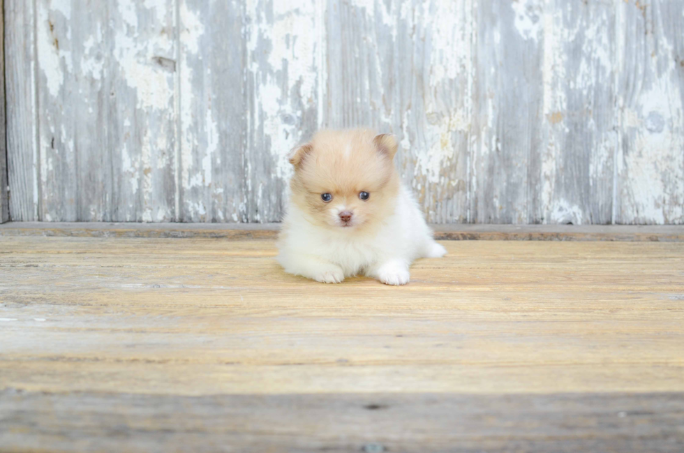 Pomeranian Puppy for Adoption