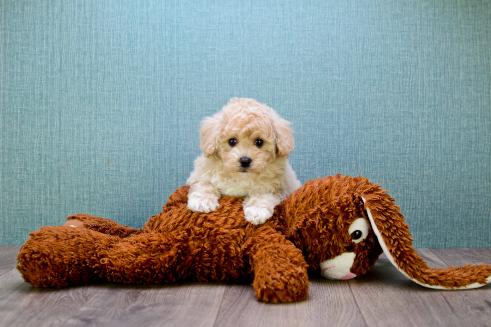 Funny Maltipoo Poodle Mix Pup