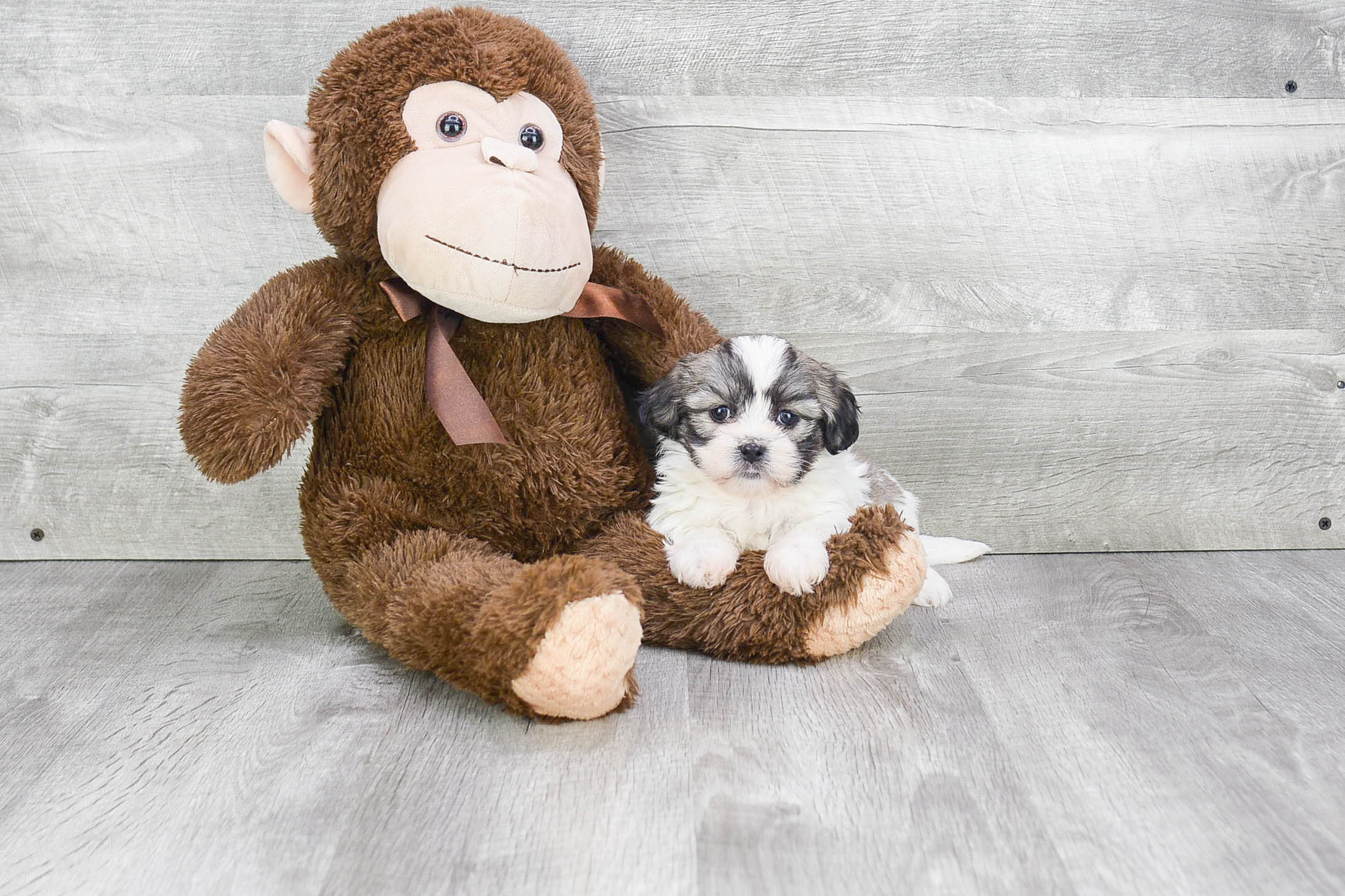 Hypoallergenic Shi Chon Designer Puppy