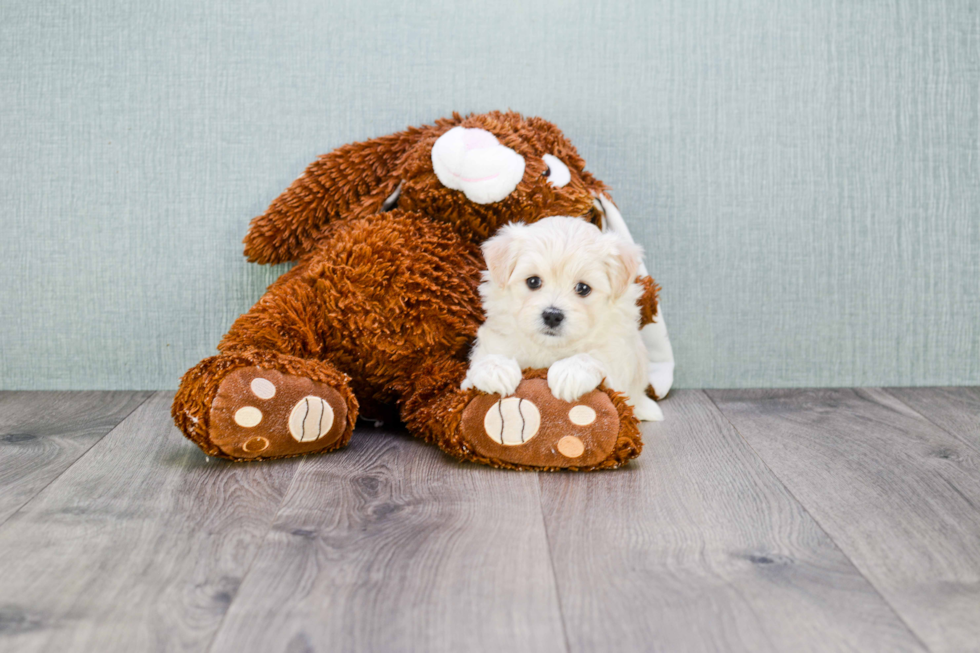 Small Maltipoo Baby