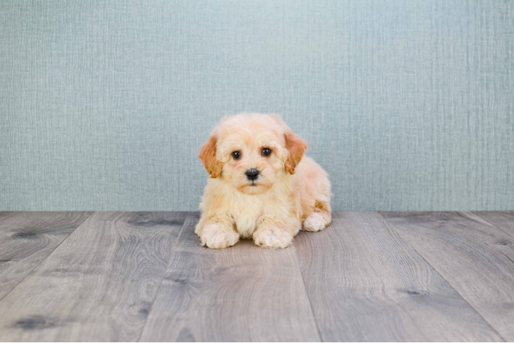 Cavapoo Pup Being Cute