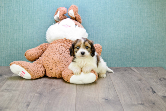 Best Cavachon Baby