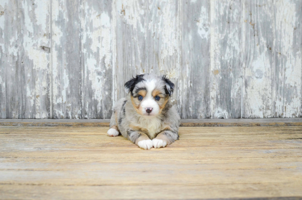 Best Mini Aussiedoodle Baby