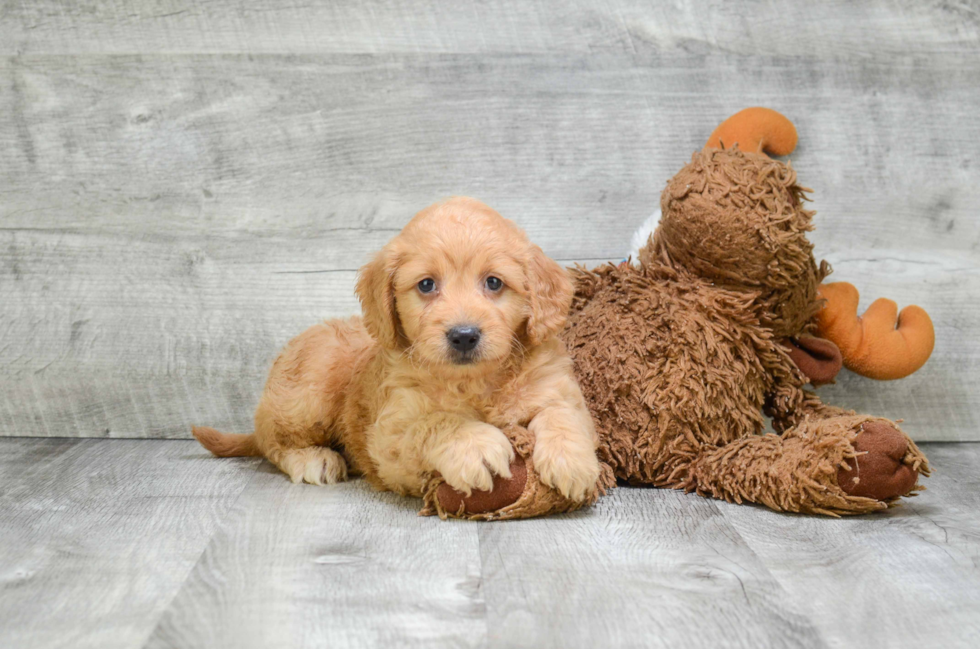 Popular Mini Goldendoodle Poodle Mix Pup