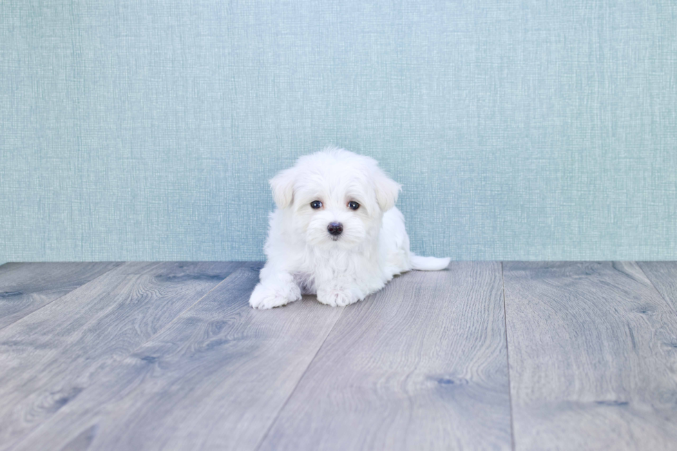 Little Maltepoo Poodle Mix Puppy