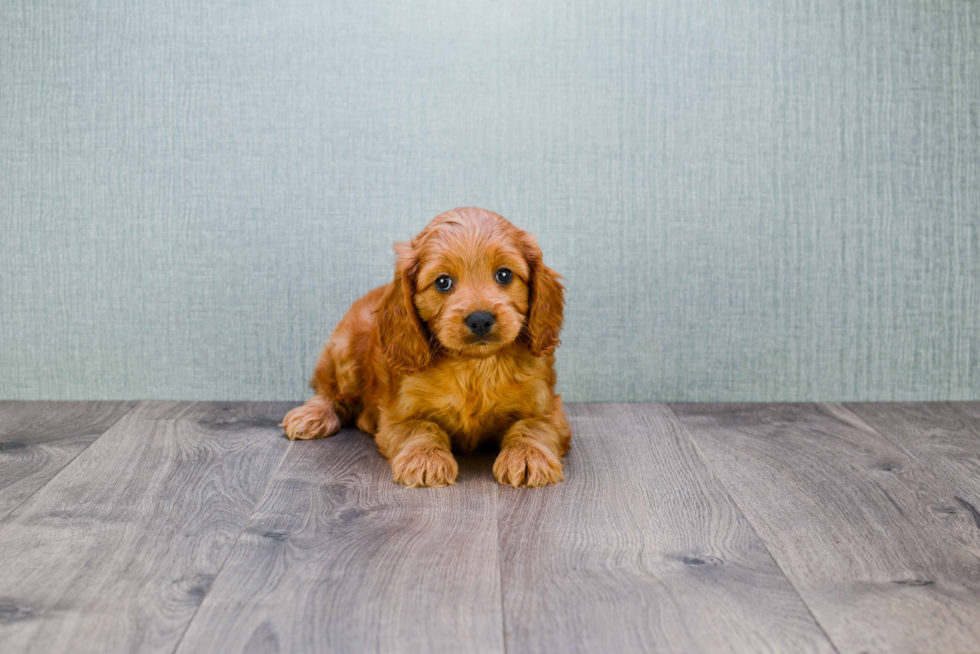 Energetic Golden Retriever Poodle Mix Puppy