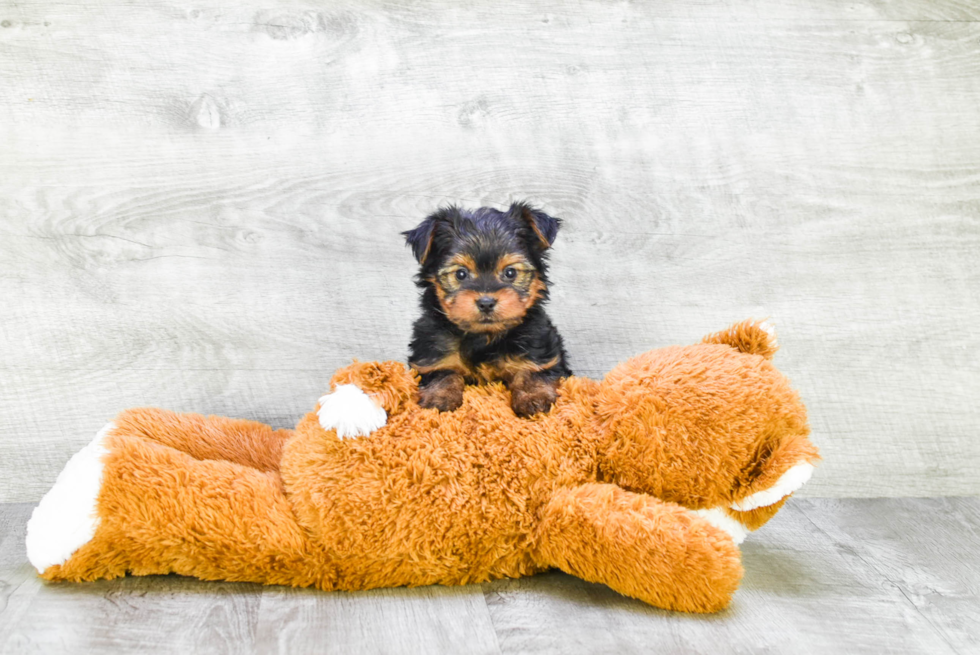 Meet Timmy - our Yorkshire Terrier Puppy Photo 