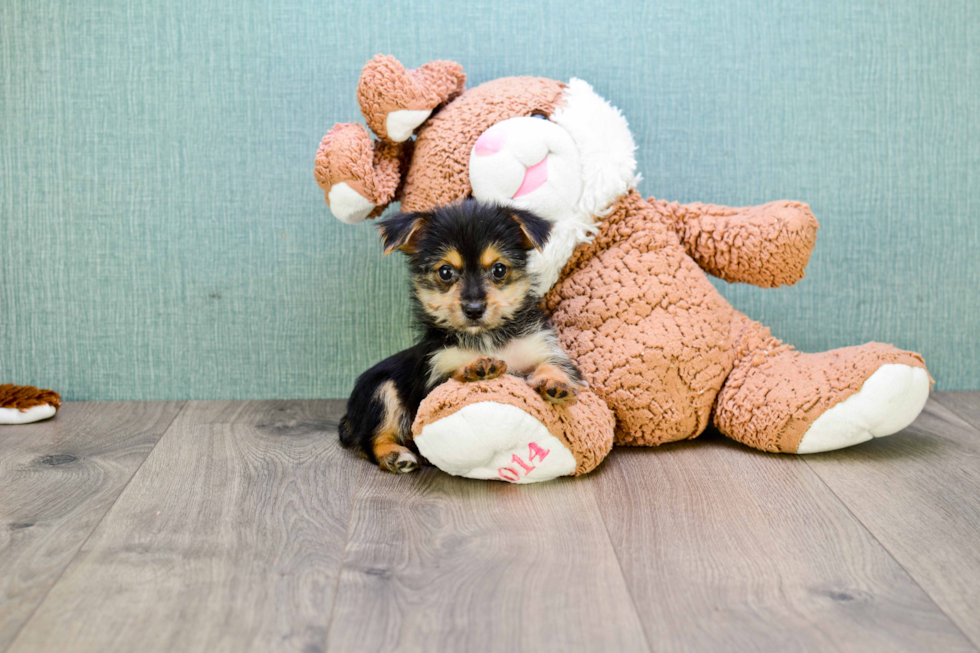 Morkie Pup Being Cute