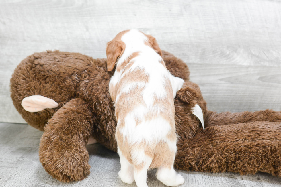 Playful Cavalier King Charles Spaniel Purebred Pup