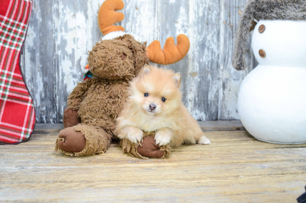 Cute Pomeranian Purebred Puppy