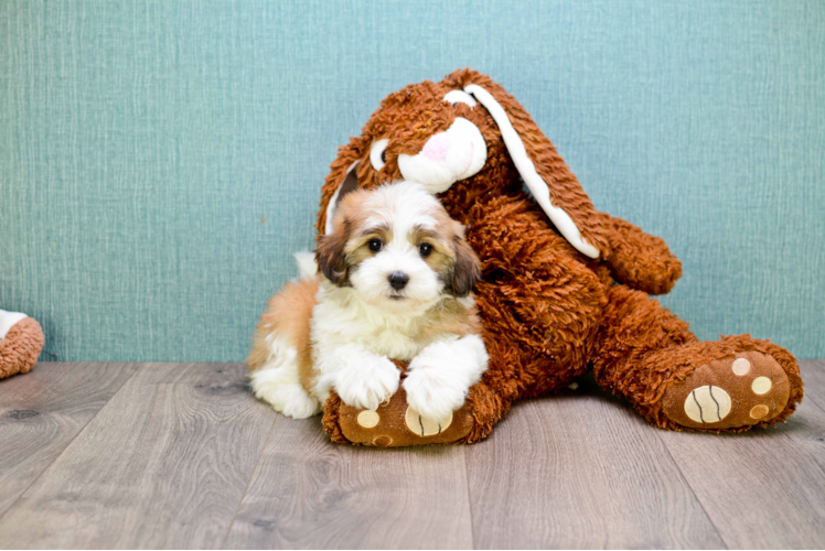 Akc Registered Havanese Purebred Pup