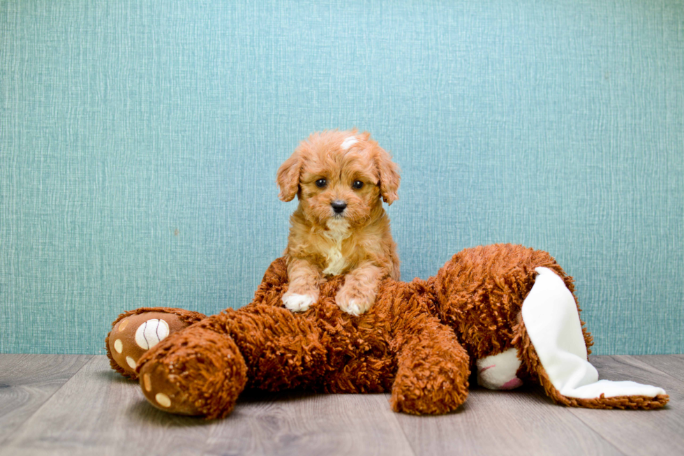 Hypoallergenic Cavoodle Poodle Mix Puppy