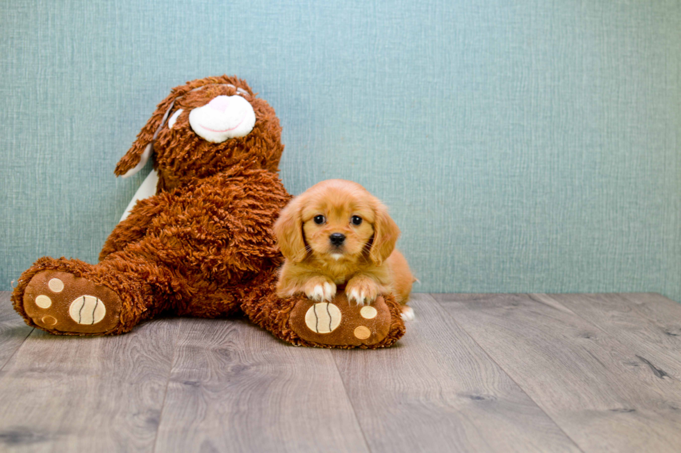 Adorable Cavalier Designer Puppy