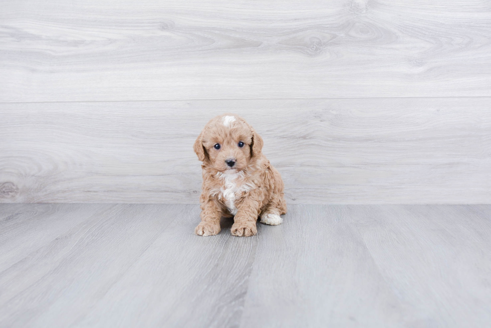 Best Cavapoo Baby