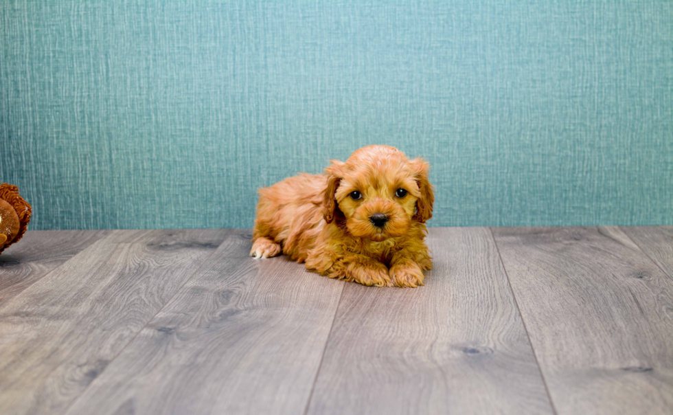 Cavapoo Pup Being Cute