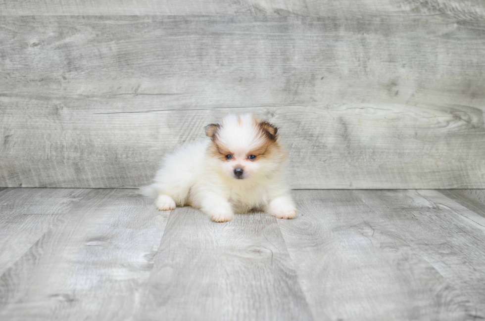 Pomeranian Puppy for Adoption