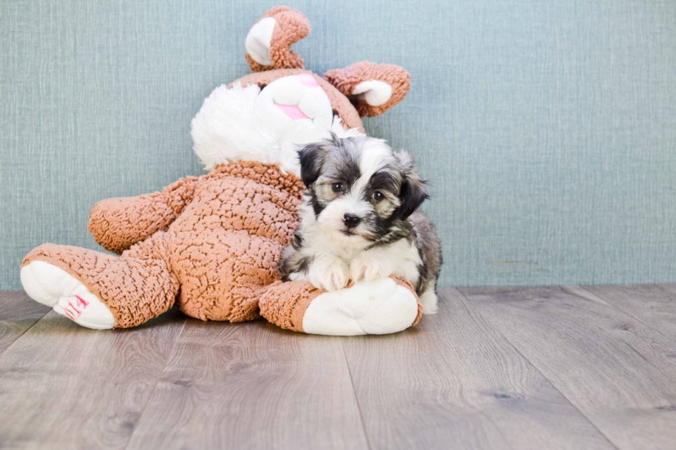 Energetic Havanese Purebred Puppy