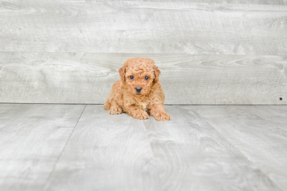 Mini Goldendoodle Pup Being Cute