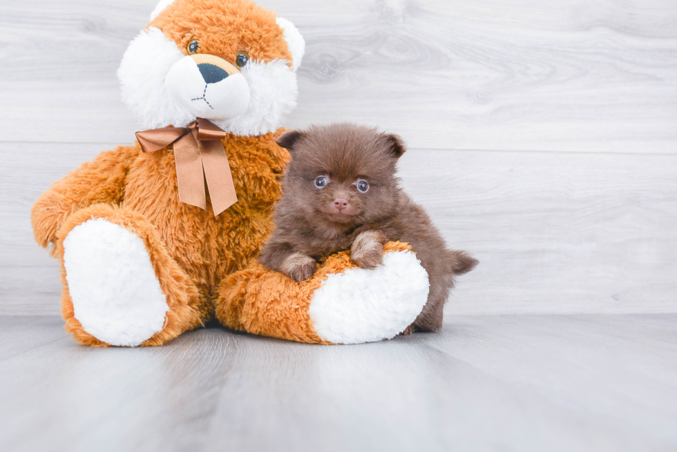 Cute Pomeranian Purebred Puppy